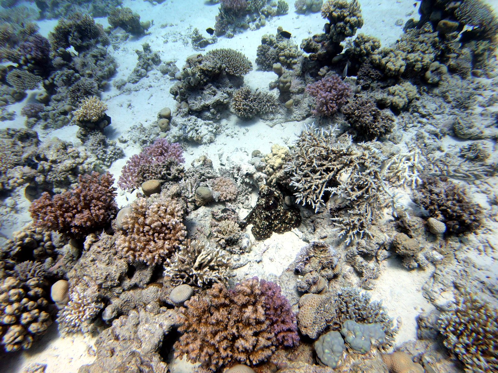 Camouflaged octopus next to staghorn coral, after