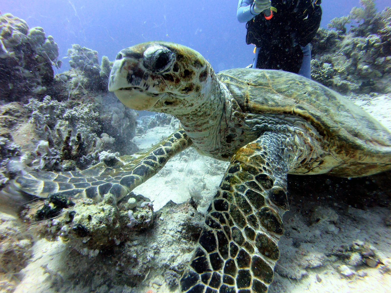 Hawksbill turtle on the reef, after