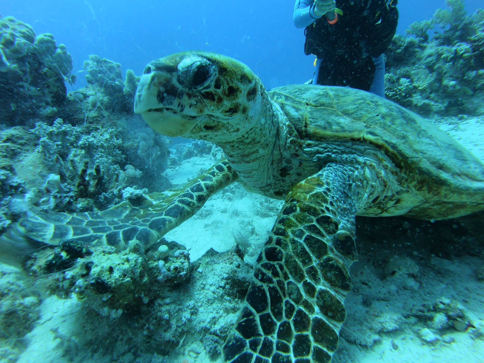 Hawksbill turtle on the reef, before